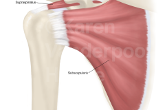 shoulder_anatomy_ap_web