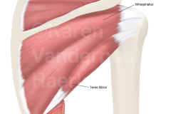 shoulder_anatomy_pa_web